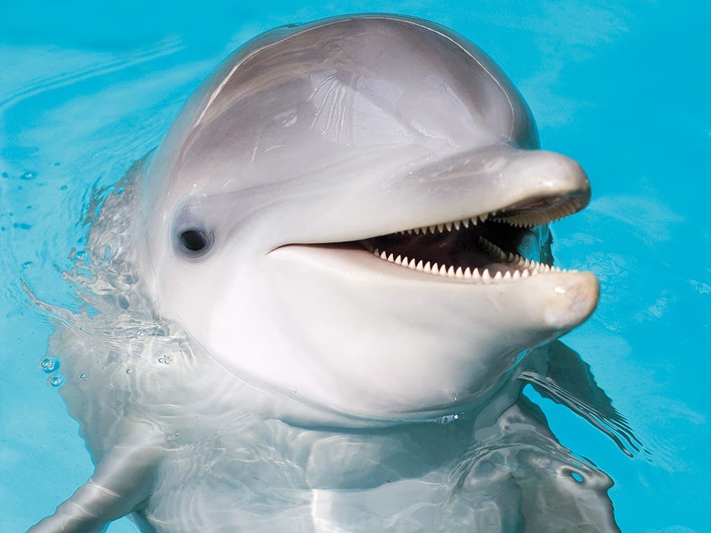 Marineland with Transfer