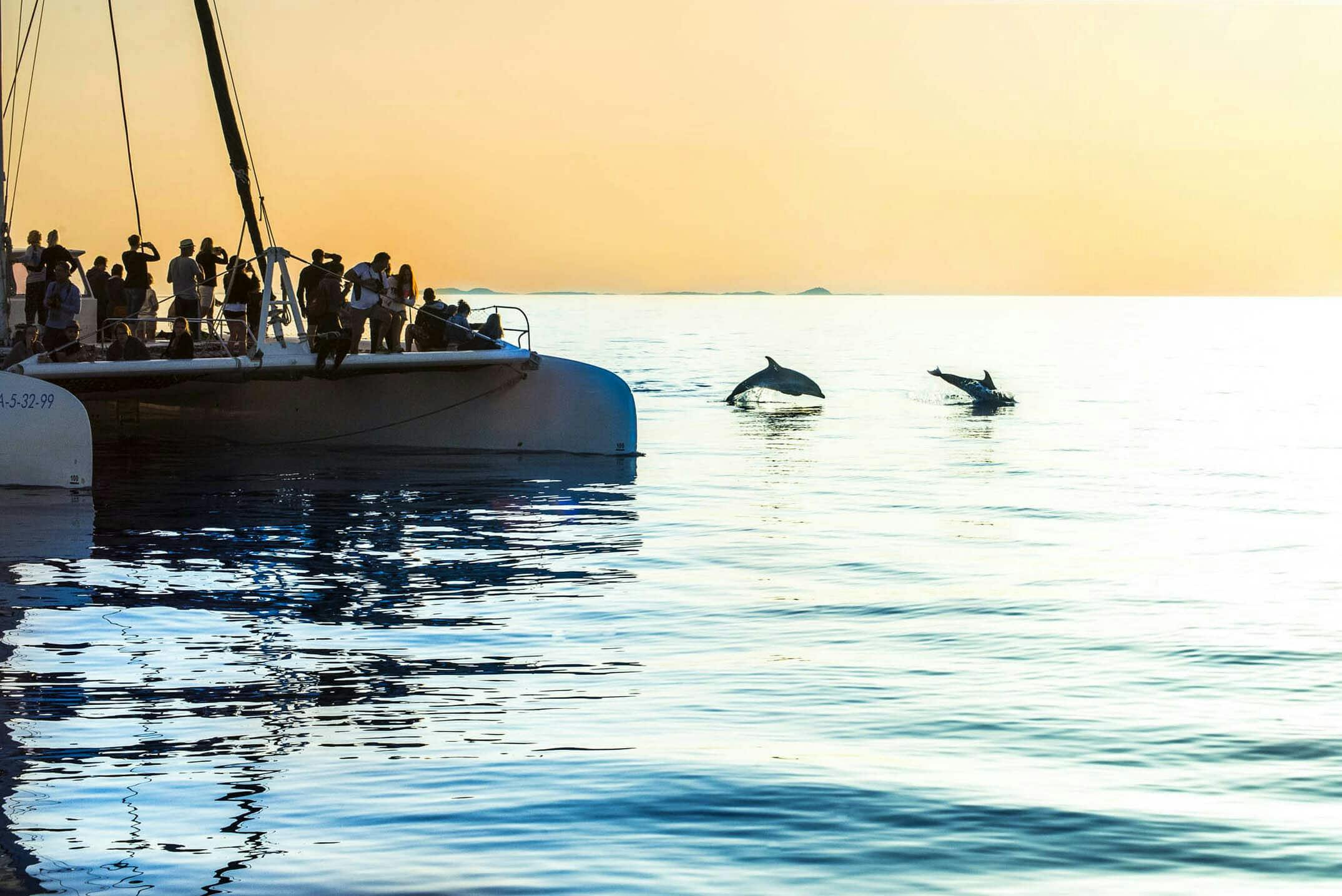 Crociera per l'osservazione dei delfini con trasferimento a cura di Mayurca Yachting