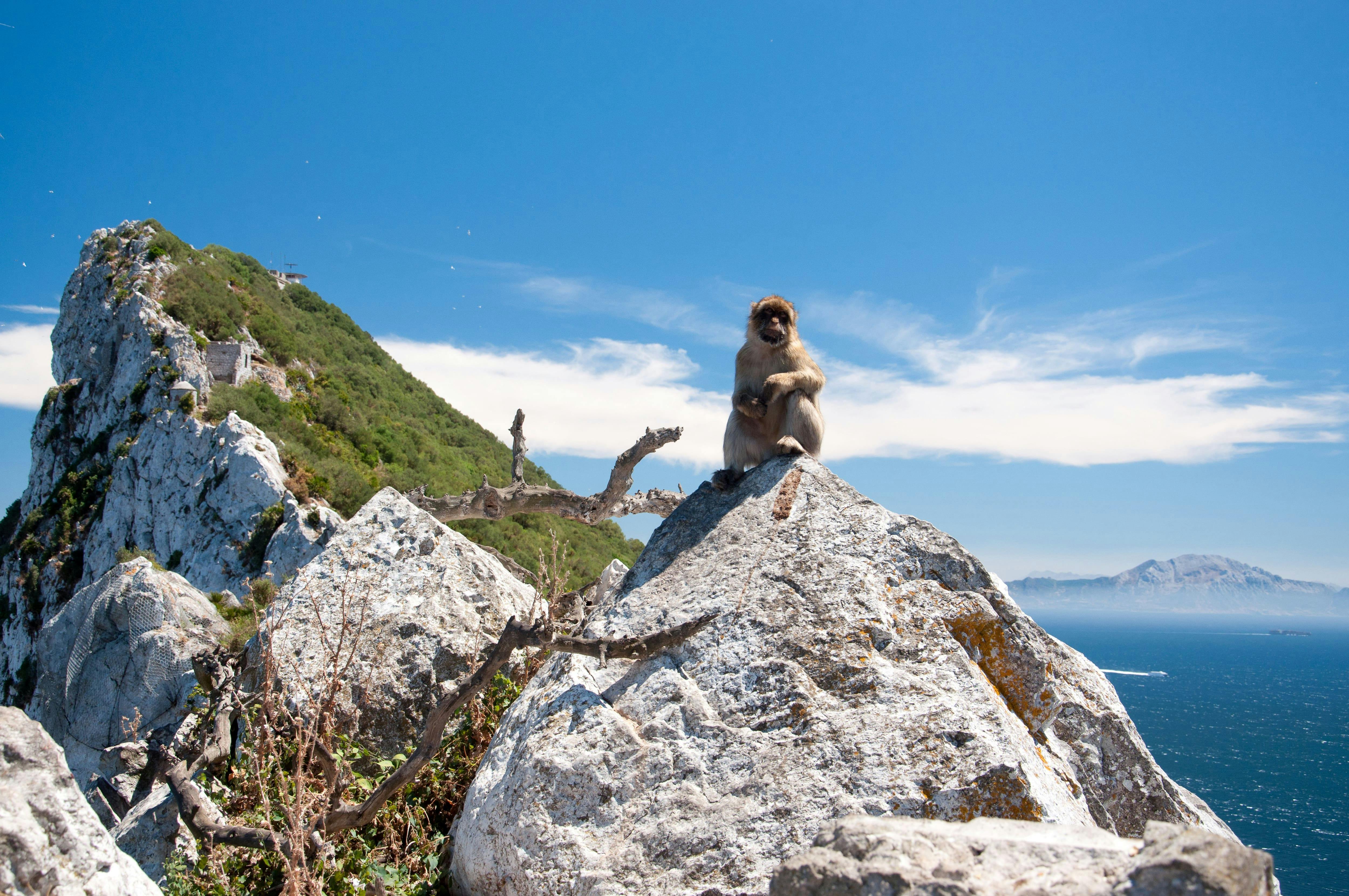 Excursión de un día a Gibraltar con recorrido en minibús por el Peñón