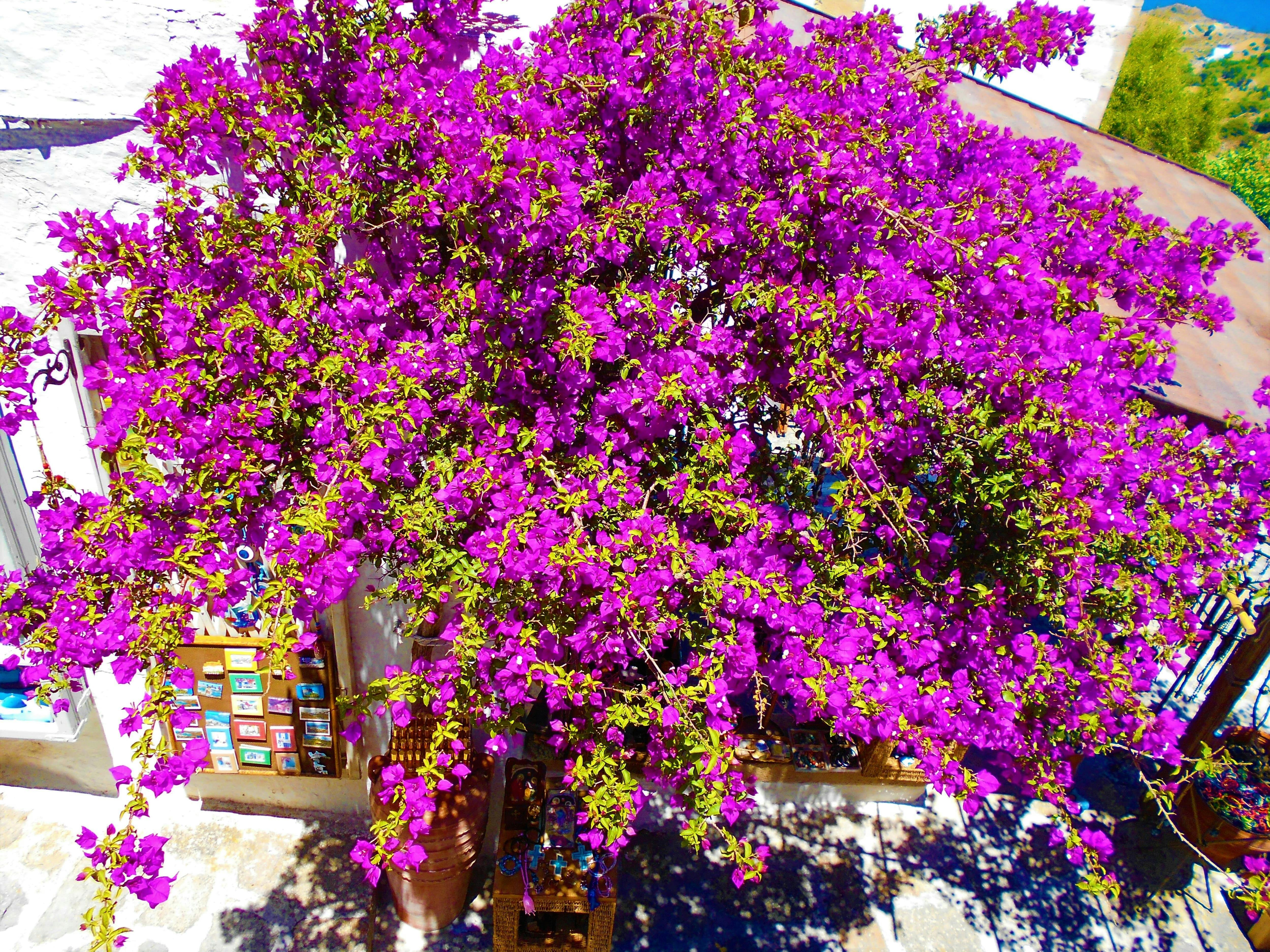 Patmos Island boat trip