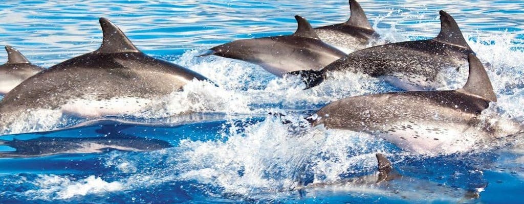 Experiencia con el entrenador de delfines Delphinus Xelha