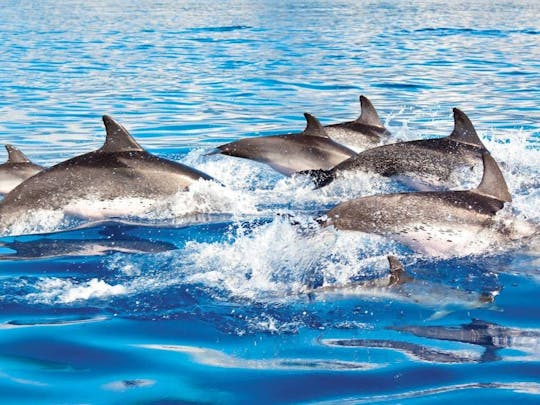 Esperienza di addestramento dei delfini Delphinus Xelha