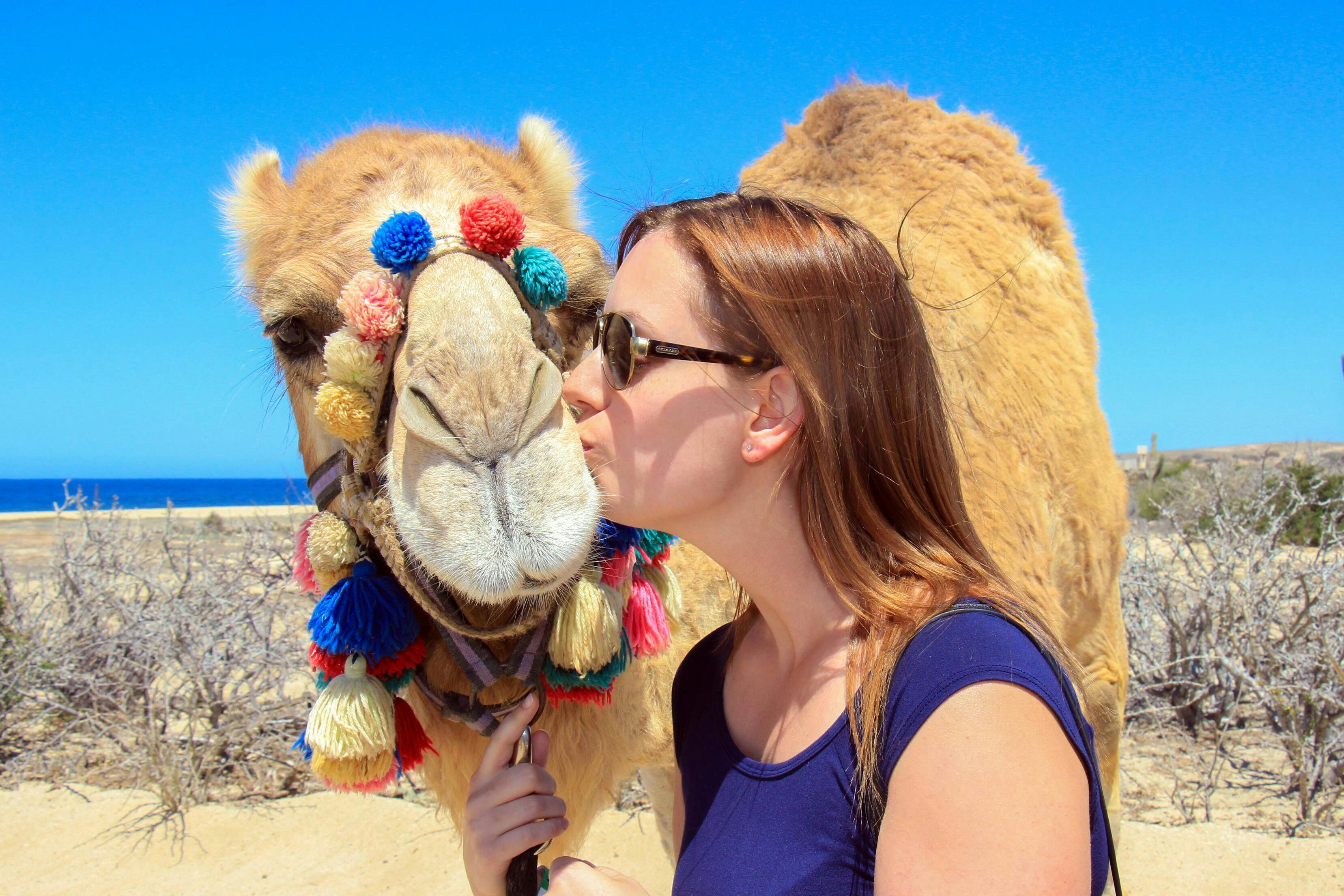 Baja Desert Trek and Camel Tour