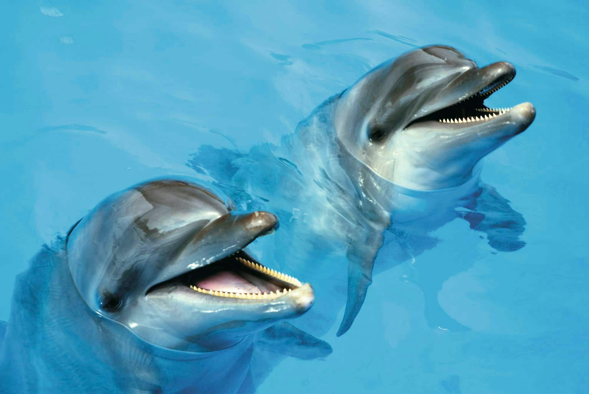 Programa interactivo exclusivo con delfines de bronce en Cancún