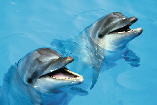 Programma interattivo delfino di bronzo esclusivo di Cancun
