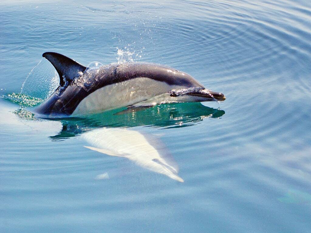 Dreamer caves and dolphins