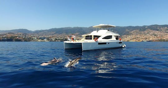 Crucero VIP de avistamiento de ballenas y delfines en Madeira