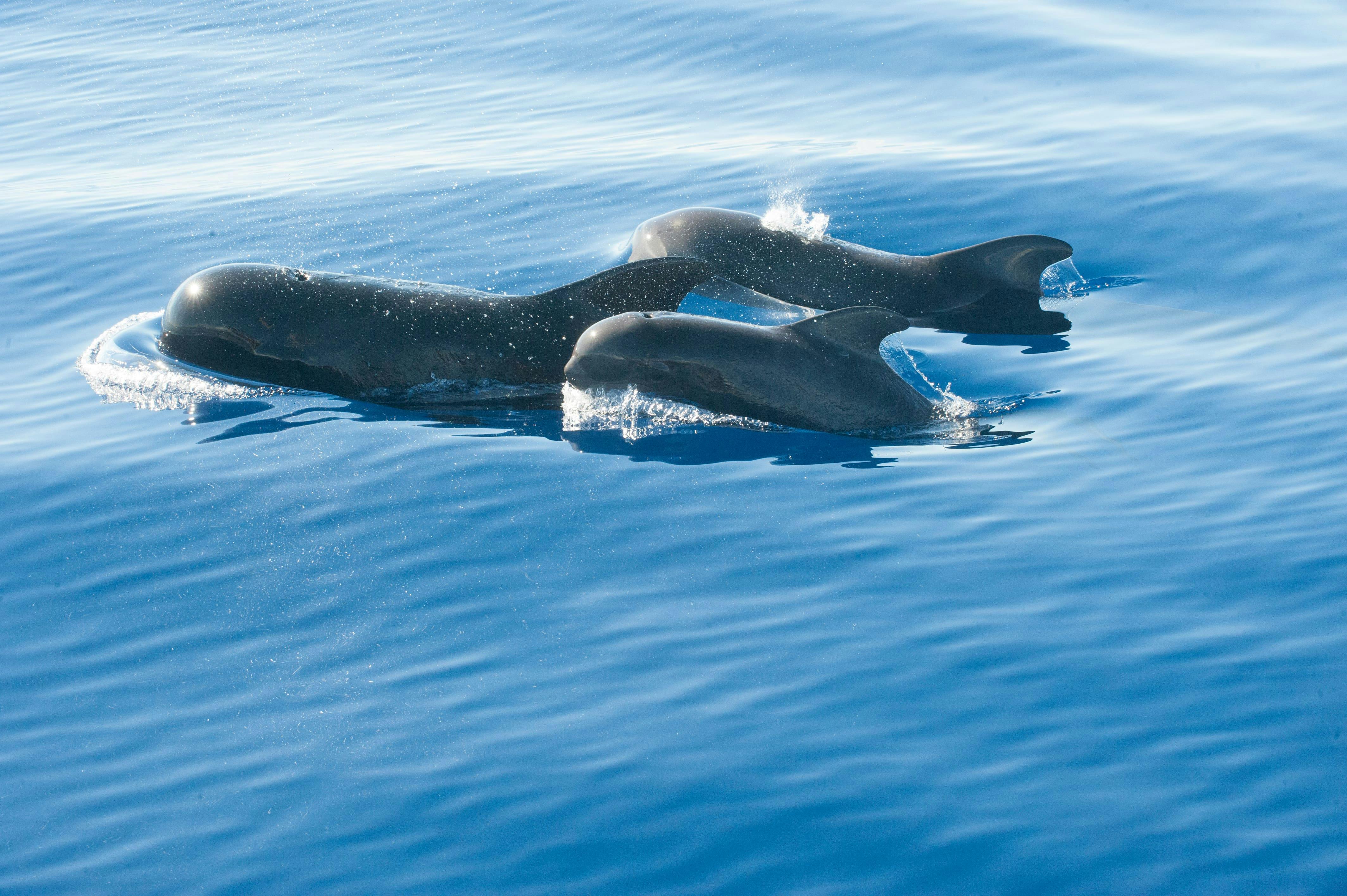 Biglietto per l'avvistamento dei delfini in motoscafo Stenella da ovest