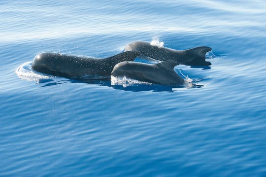 Billete para avistar delfines en la lancha rápida Stenella desde el oeste