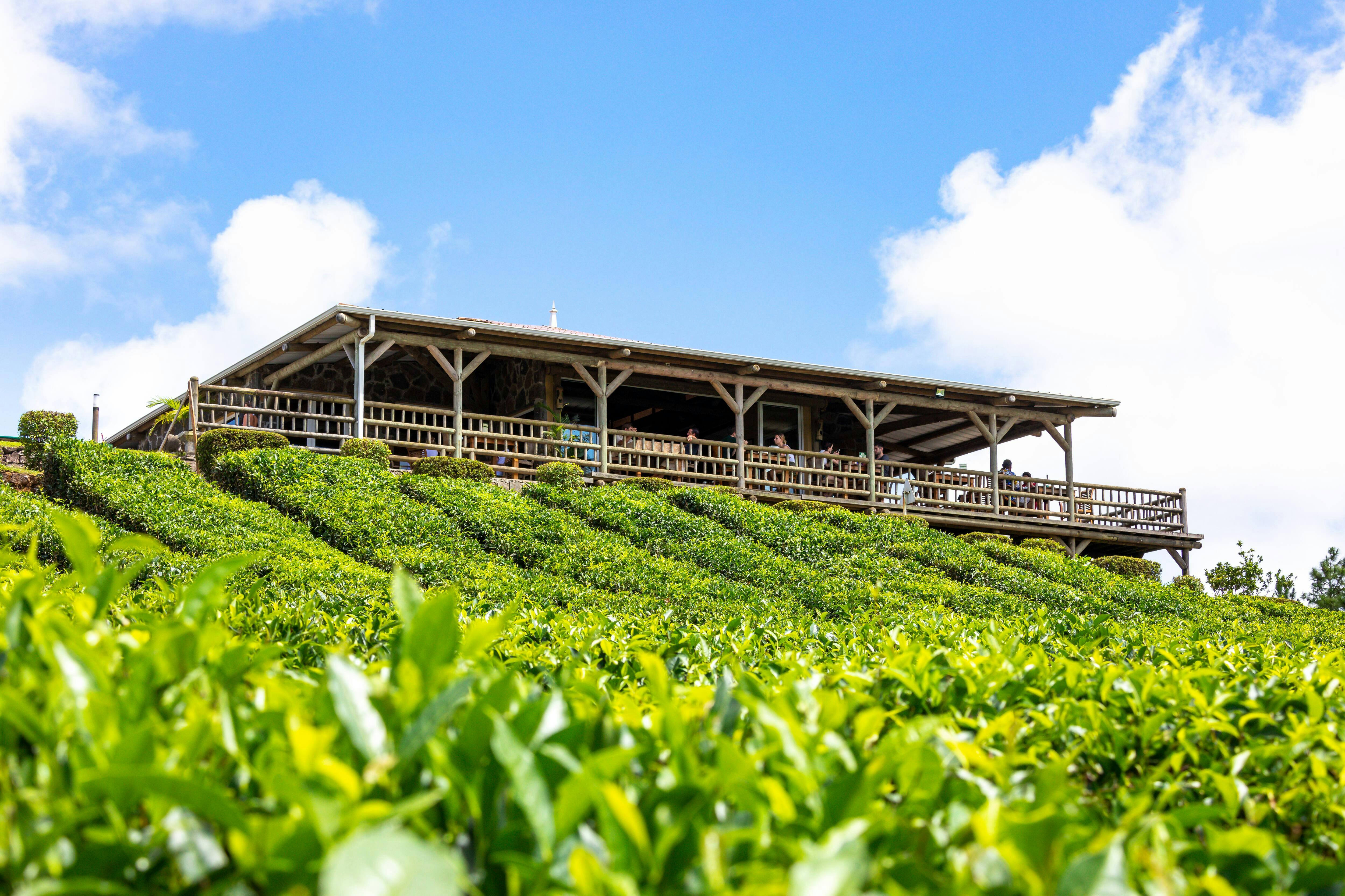 Tour por la ruta del té de Mauricio con la fábrica y plantación de Bois Chéri
