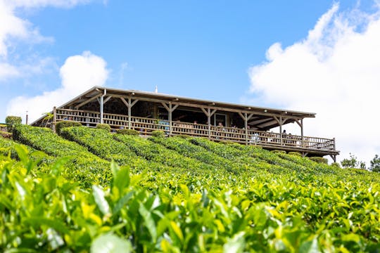 Tour della via del tè di Mauritius con la fabbrica e la piantagione di Bois Chéri