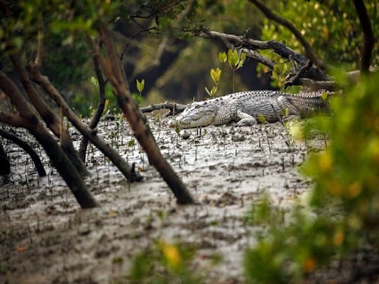 Excursión a los manglares y cocodrilos de Goa