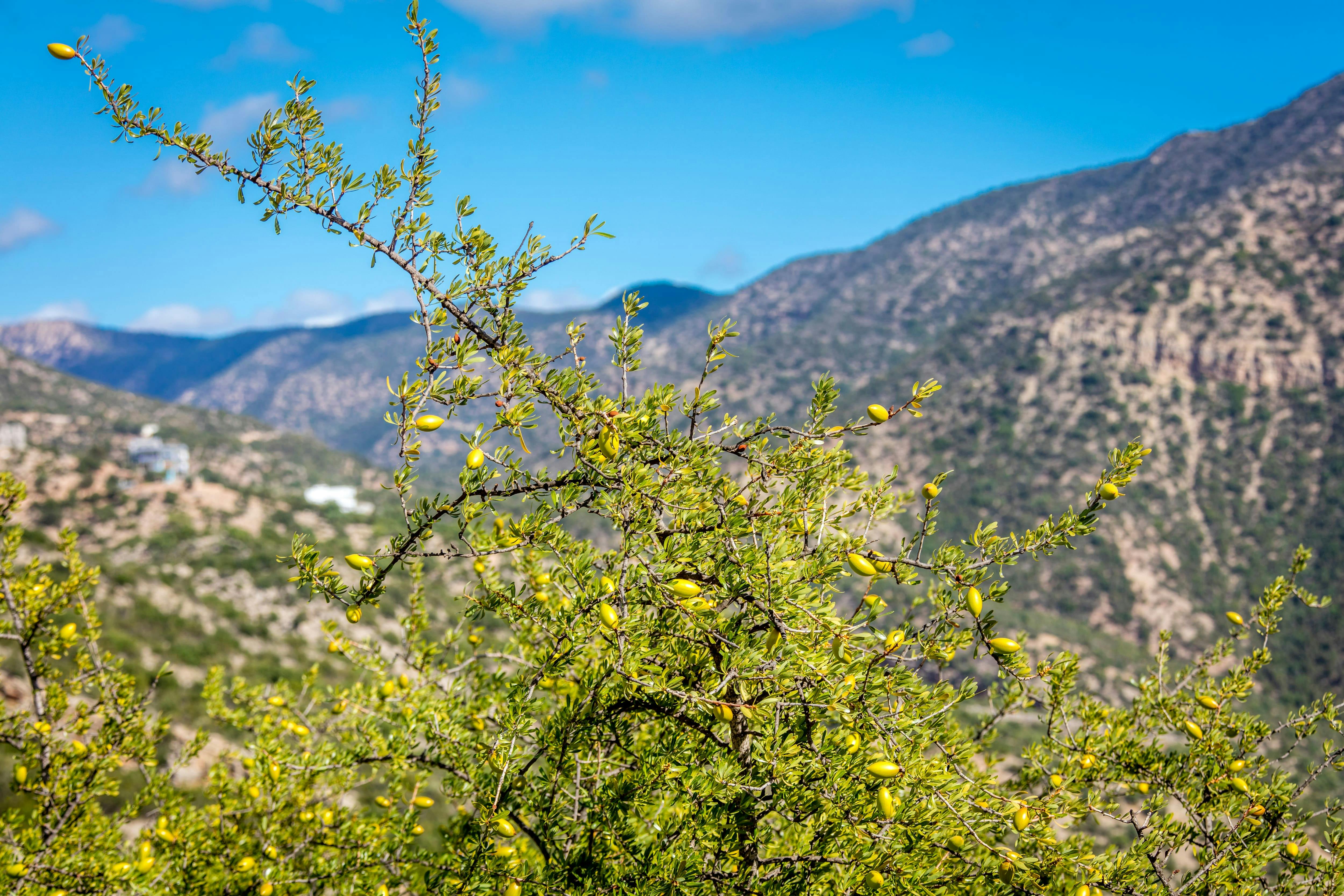 Atlas Mountains Trekking Tour