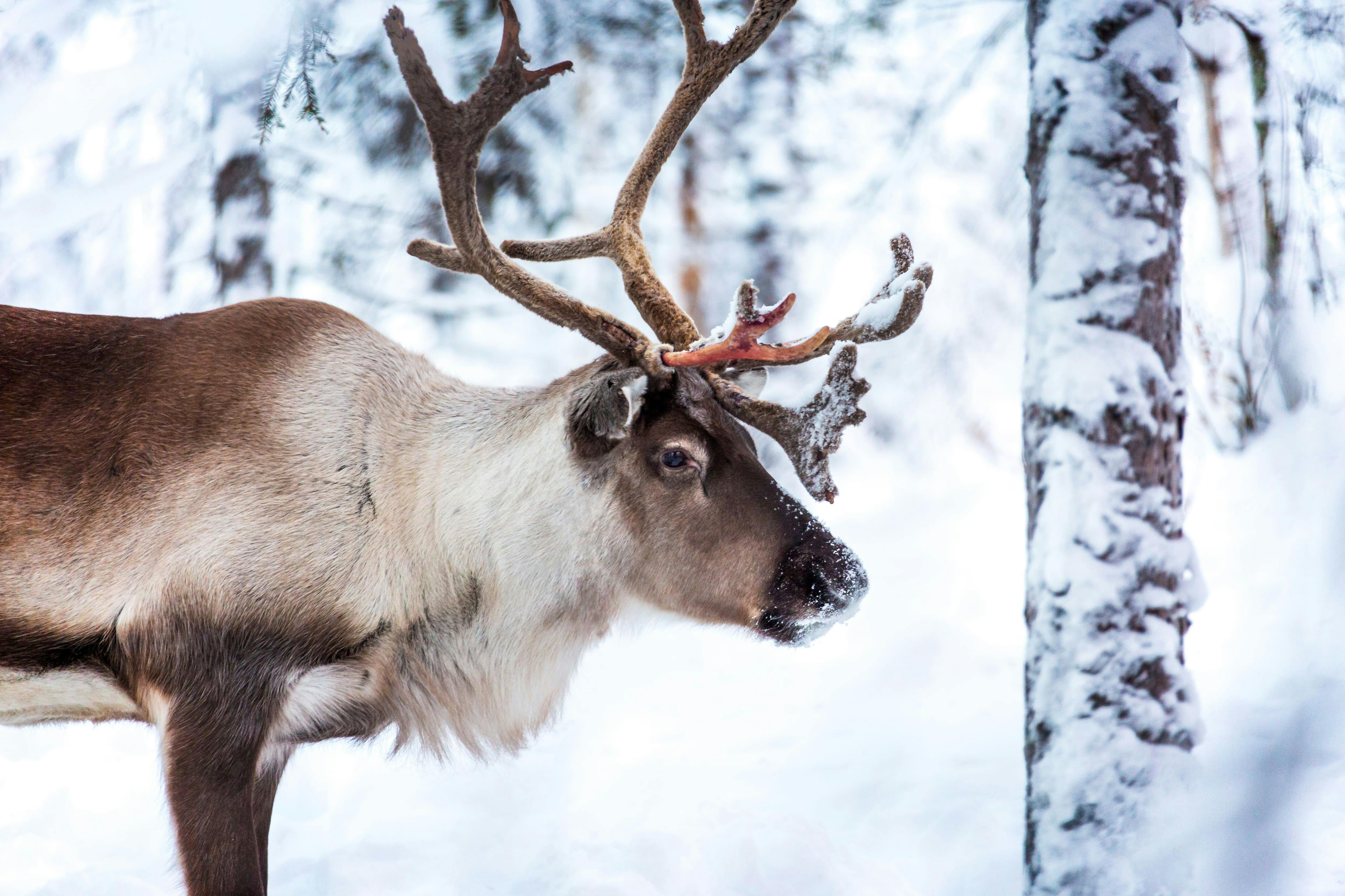 Saariselka Reindeer Sleigh Tour