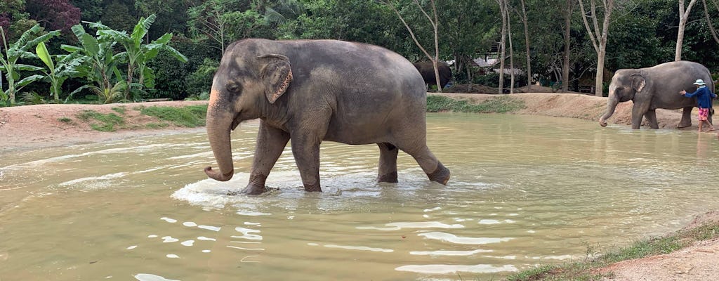Parco santuario degli elefanti verdi di Phuket