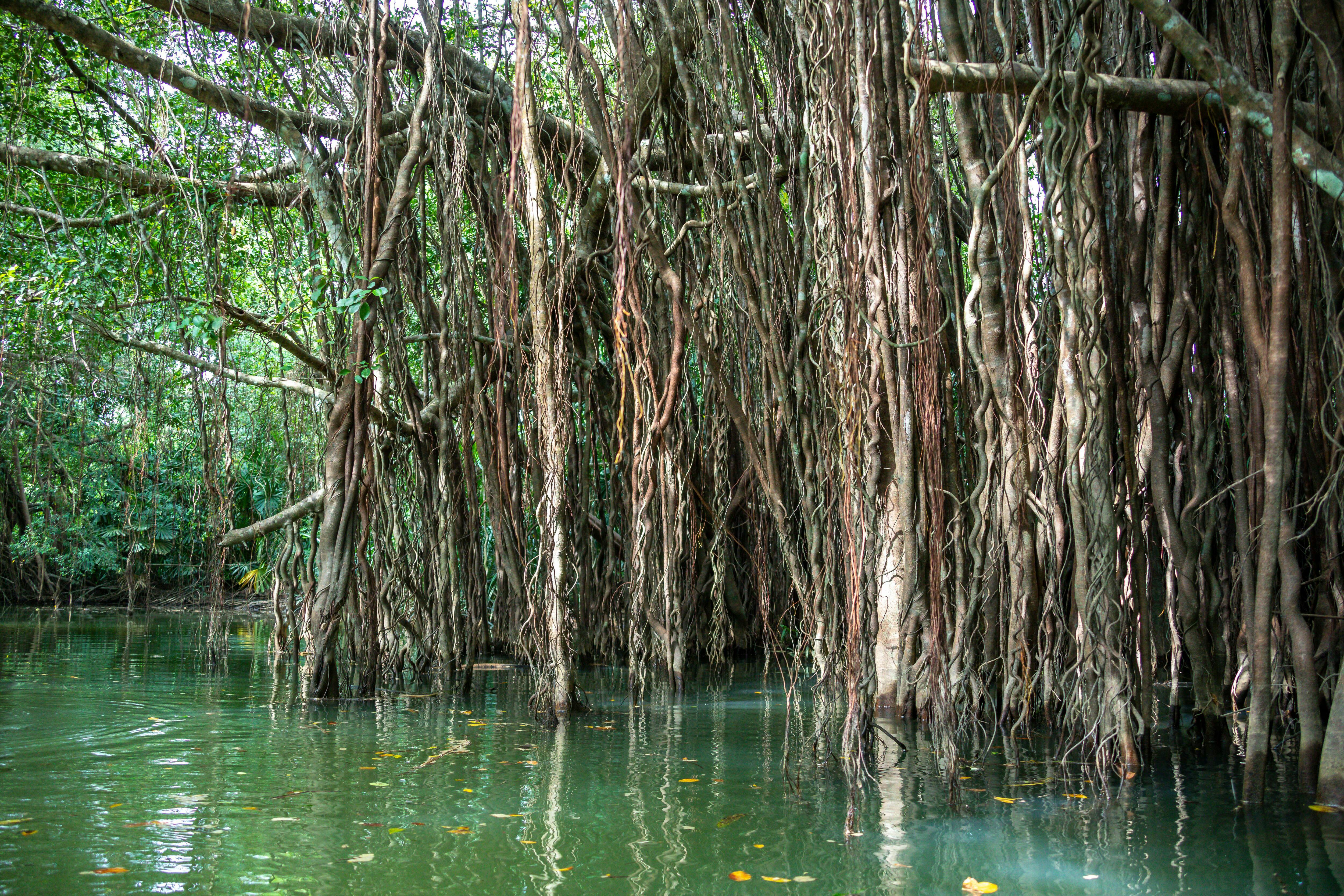 El Amazonas de la Zona Perdida y el casco antiguo desde Khao Lak