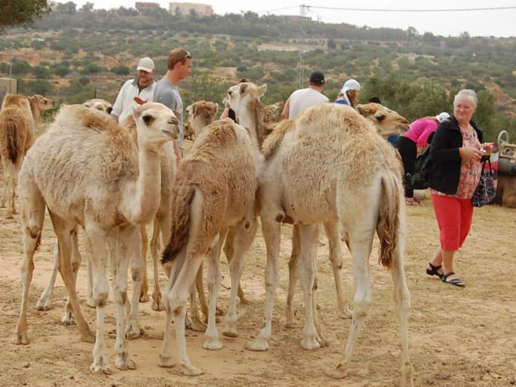 Tour in carovana di cammelli tunisini