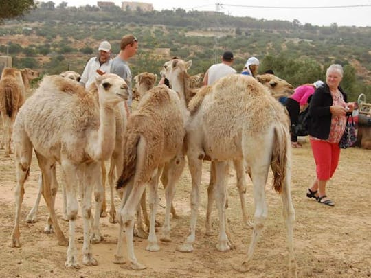 Recorrido en caravana de camellos por Túnez