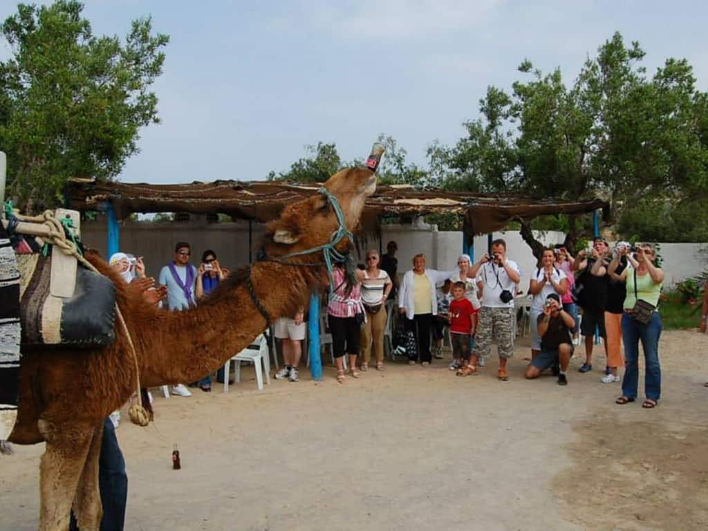 Tunisian Desert Camel Caravan Tour