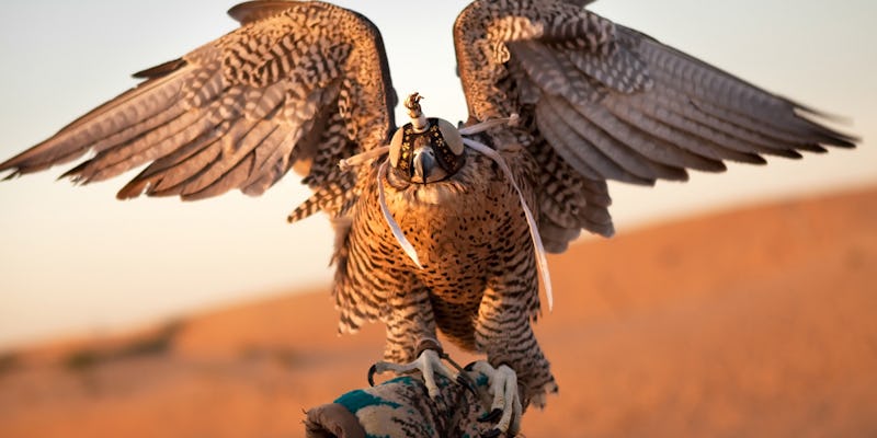 Private falconry excursion