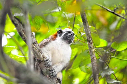 Halve dag begeleide tour naar Monkey Island en Gamboa-regenwoud in Panama