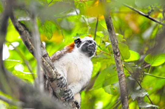 Öko-Tour zur Entdeckung der Affen in Panama