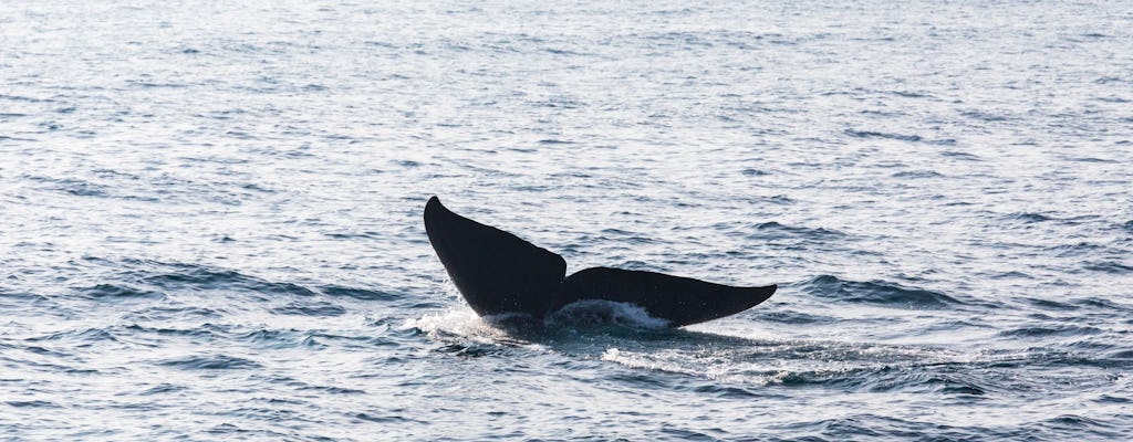 Półdniowa wycieczka z obserwacją wielorybów z Cayo Levantado