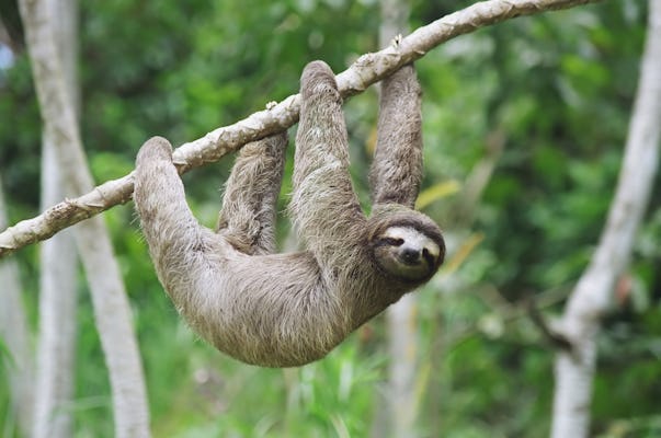 Panama's Eco-Canal exhibitions and Sloth Sanctuary tour