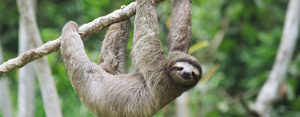 Panama's Eco-Canal exhibitions and Sloth Sanctuary tour