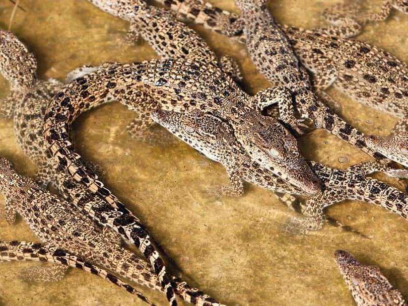 Visite de la campagne cubaine et d'une plage caribéenne