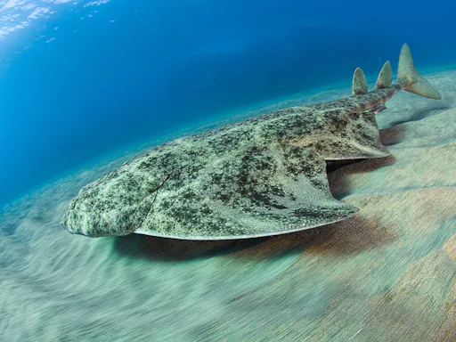 Reduced Mobility Scuba Lesson with Native Diving