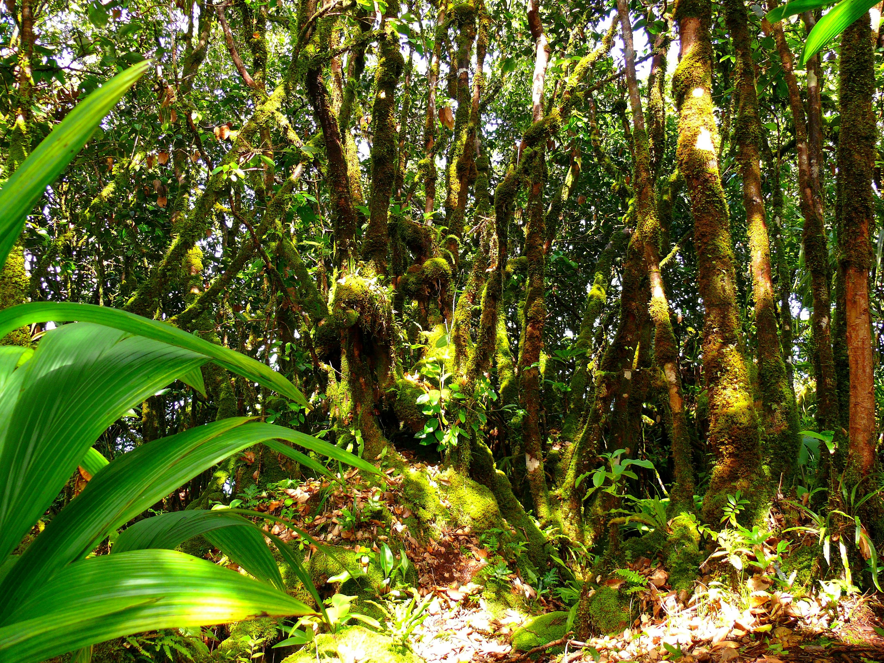 Private nature trail Glacis Noir from Praslin Musement