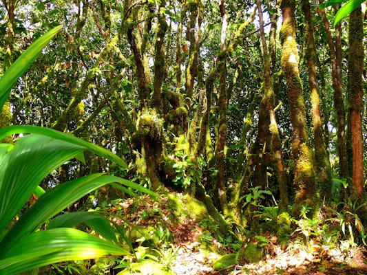 Private nature trail Glacis Noir from Praslin