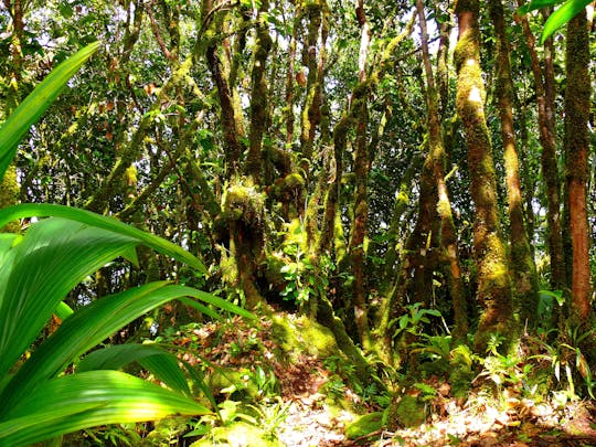 Private nature trail Glacis Noir from Praslin