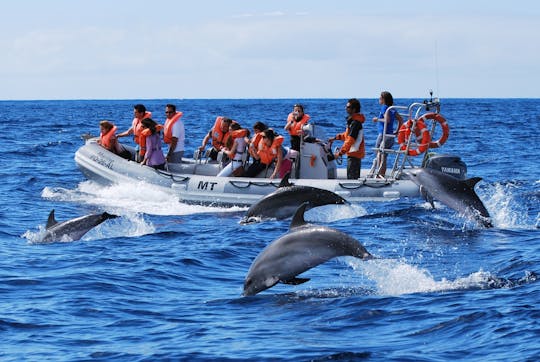 Excursion d'observation des dauphins et des baleines au départ de Lajes do Pico