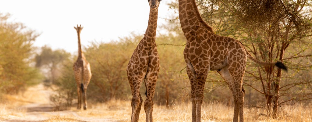 Safari d'une demi-journée dans la réserve de Bandia au départ de Dakar