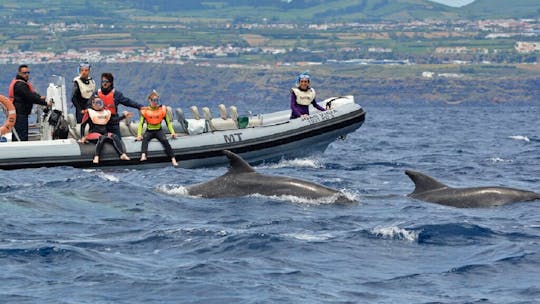 Nage en petit groupe avec les dauphins de Lajes do Pico