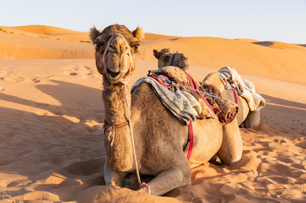 Private camel trekking