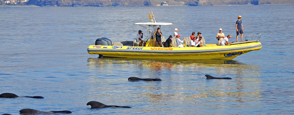 Whale Watching & Los Organos Speedy Tour 3 Hours