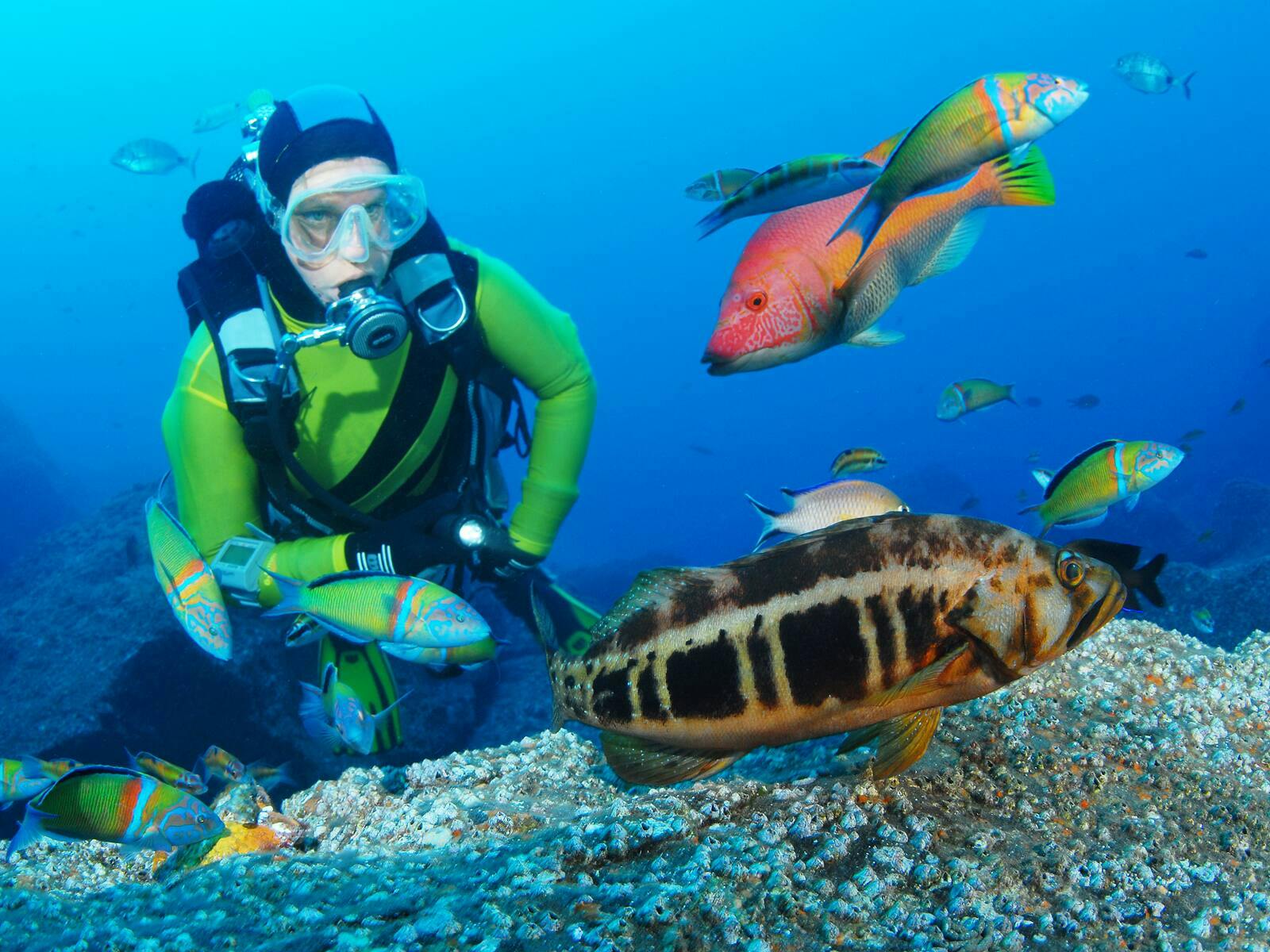 Discover Scuba Diving Ticket