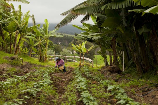 Agroturismo por el oeste de Panamá