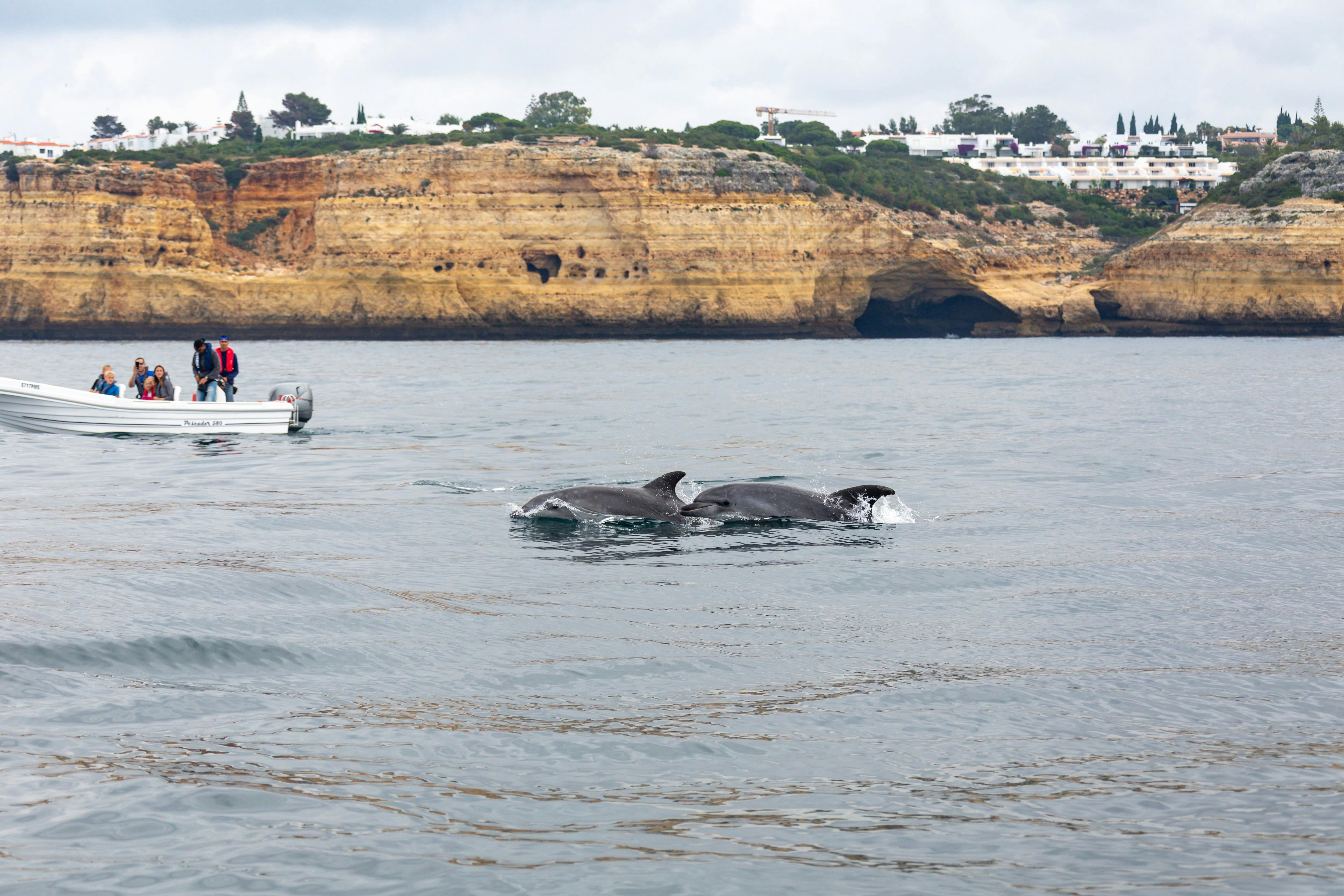 Dolphin Watching Praia Rocha - Ticket only