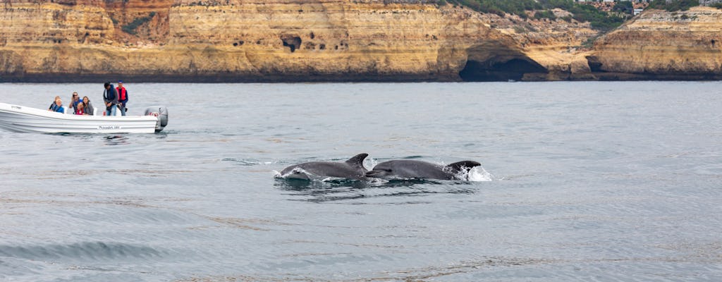 Dolphin Watching Praia Rocha - Ticket only
