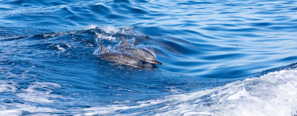 Croisière d’observation des dauphins – Billet uniquement