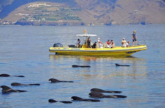Walvissen Spotten & Los Organos Speedy Tour 3 uur