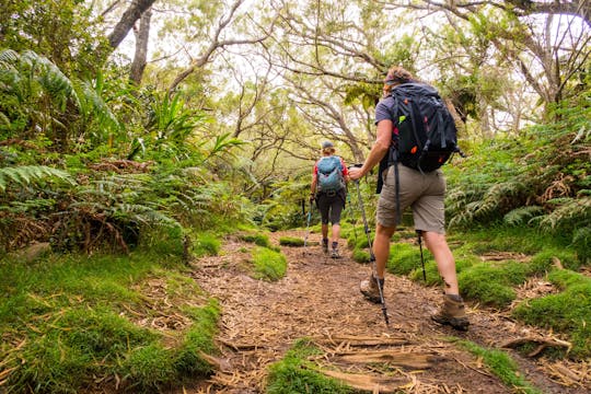 Réunion-eiland Belouve tropisch bos en uitzichtpunt Trou de Fer