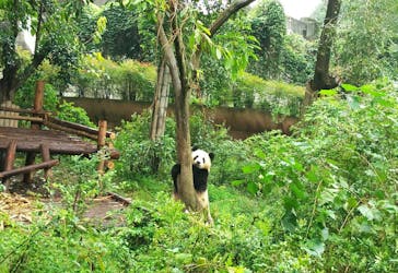Visite privée d’une journée complète de Panda Base et du Bouddha géant de Leshan