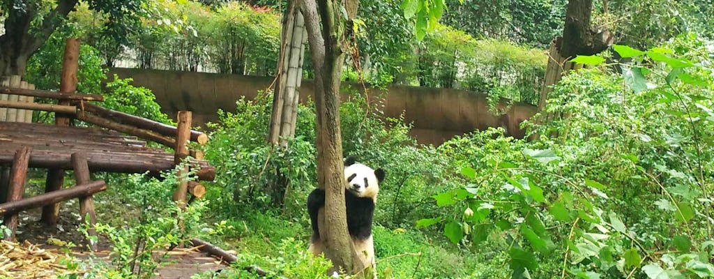 Privétour van een hele dag door Panda Base en Leshan Giant Buddha