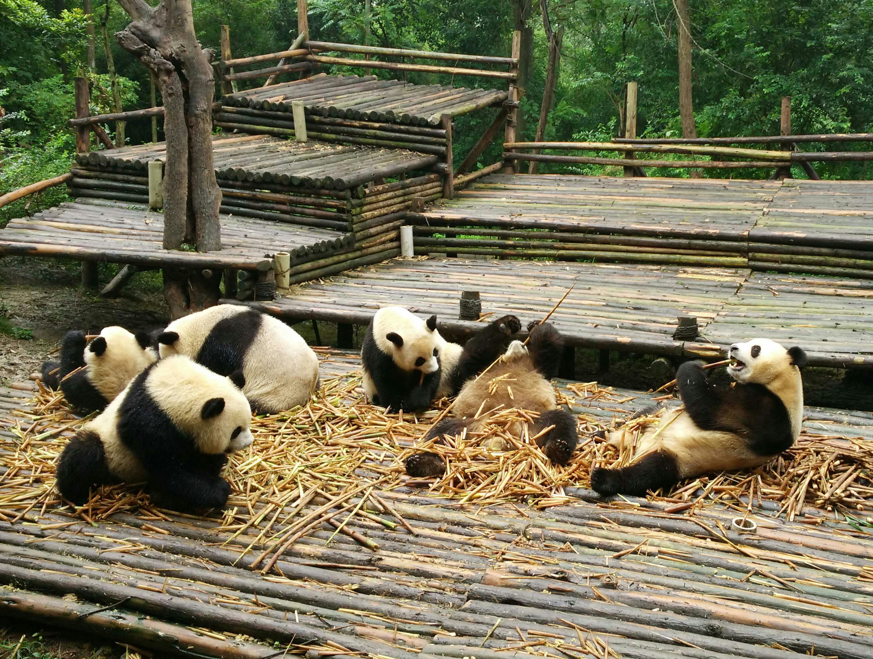 Wycieczka all-inclusive Panda i konfigurowalne witryny