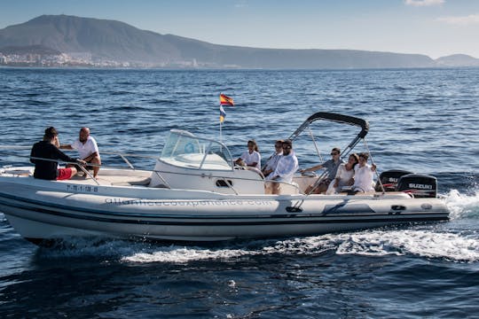 Private Tenerife Dolphin Watching Eco-cruise
